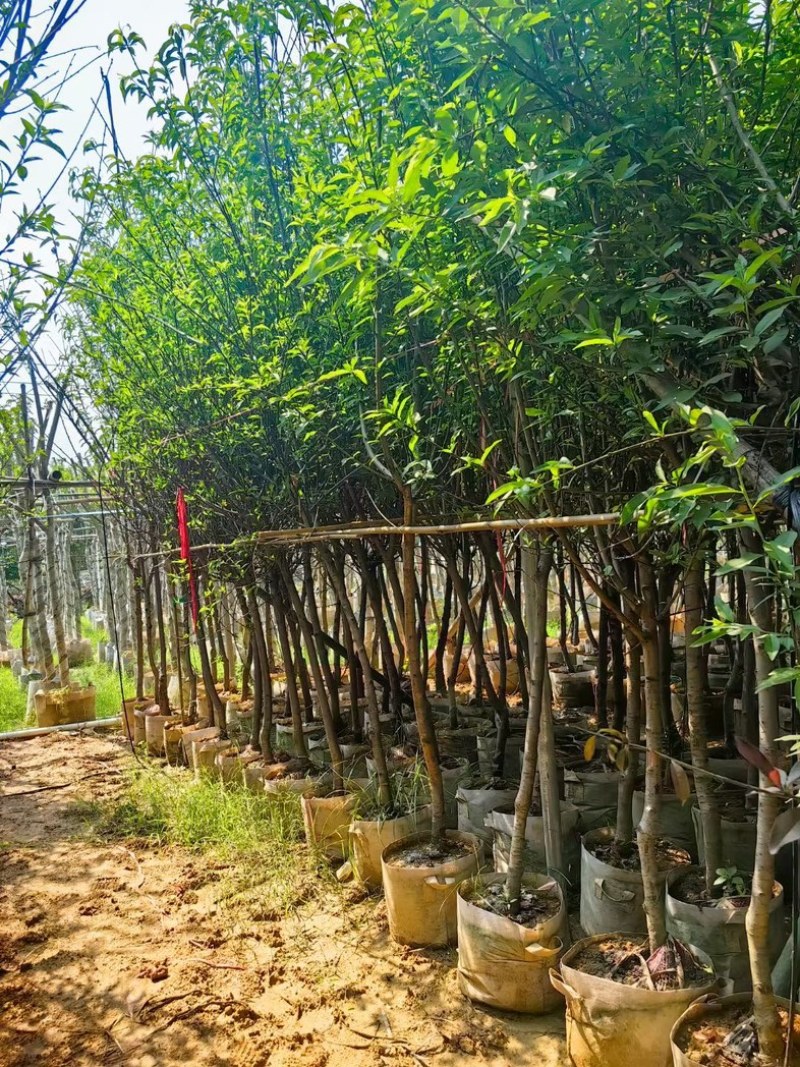 桃花树3～5公分