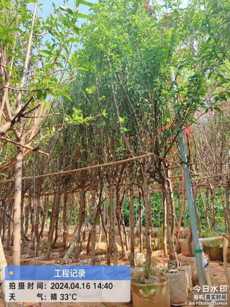 桃花树3～5公分