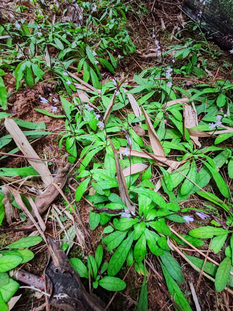 白背草，白背地胆头鲜品干货，量大从优