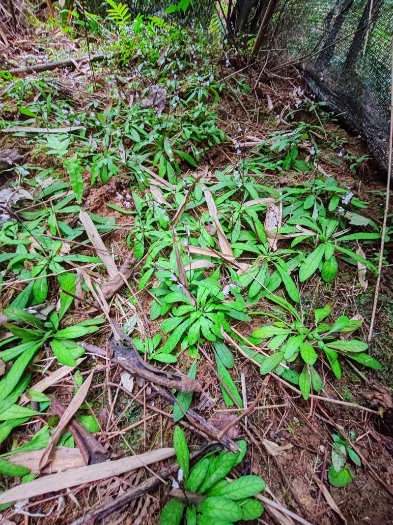 白背草，白背地胆头鲜品干货，量大从优