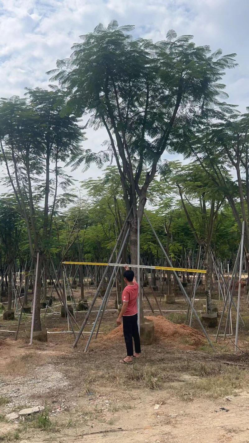 凤凰树基地直销规格齐全欢迎老板来电咨询合作