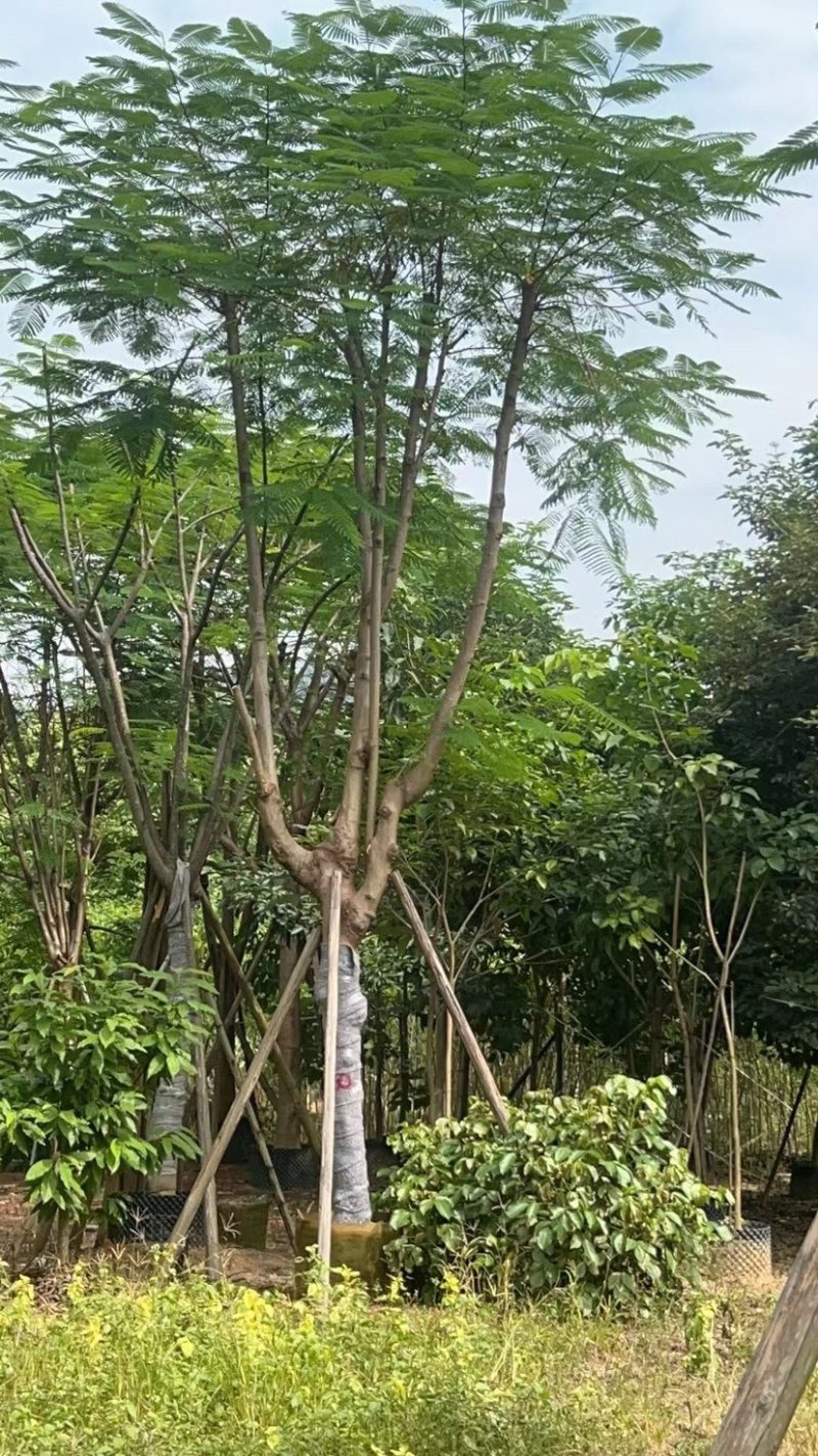 凤凰树基地直销规格齐全欢迎老板来电咨询合作