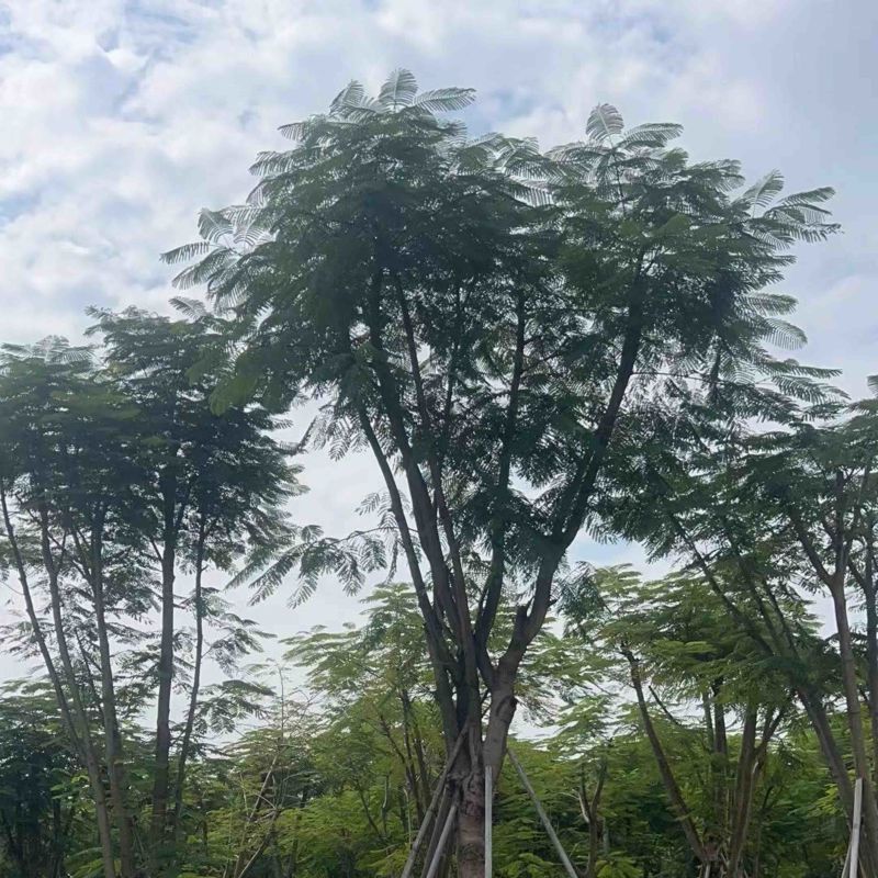 凤凰树基地直销规格齐全欢迎老板来电咨询合作