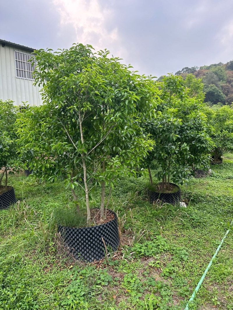 丛生铁冬青基地直销规格齐全欢迎老板来电咨询合作