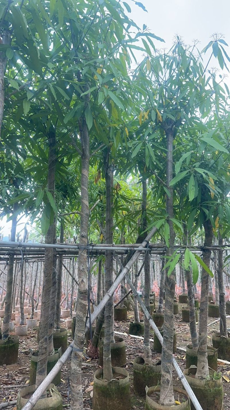 扁桃树基地直销规格齐全欢迎老板来电咨询合作