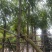 扁桃树基地直销规格齐全欢迎老板来电咨询合作