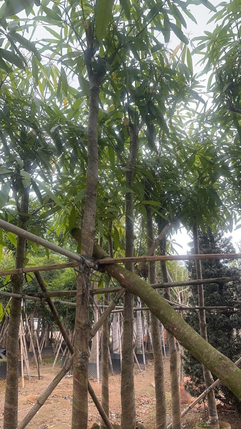 扁桃树基地直销规格齐全欢迎老板来电咨询合作