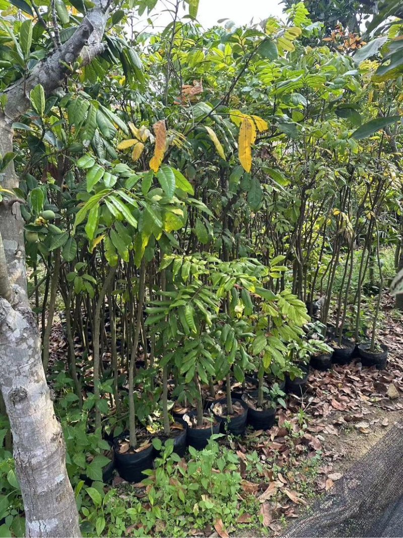 荔枝苗基地直销规格齐全欢迎老板来电咨询合作