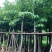 大叶紫薇基地直销规格齐全欢迎老板来电咨询合作