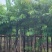 大叶紫薇基地直销规格齐全欢迎老板来电咨询合作