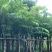 大叶紫薇基地直销规格齐全欢迎老板来电咨询合作