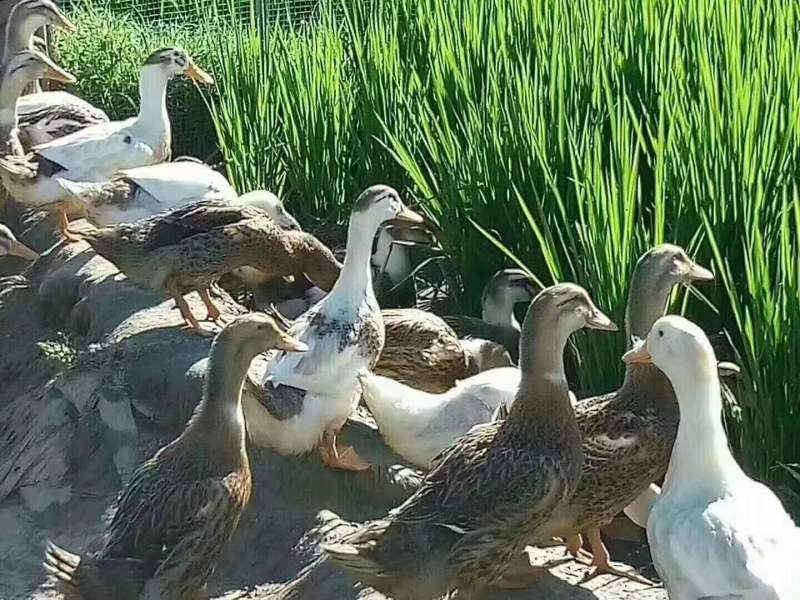 东北鸭田米稻花香大米传统种植生态米营养价值高
