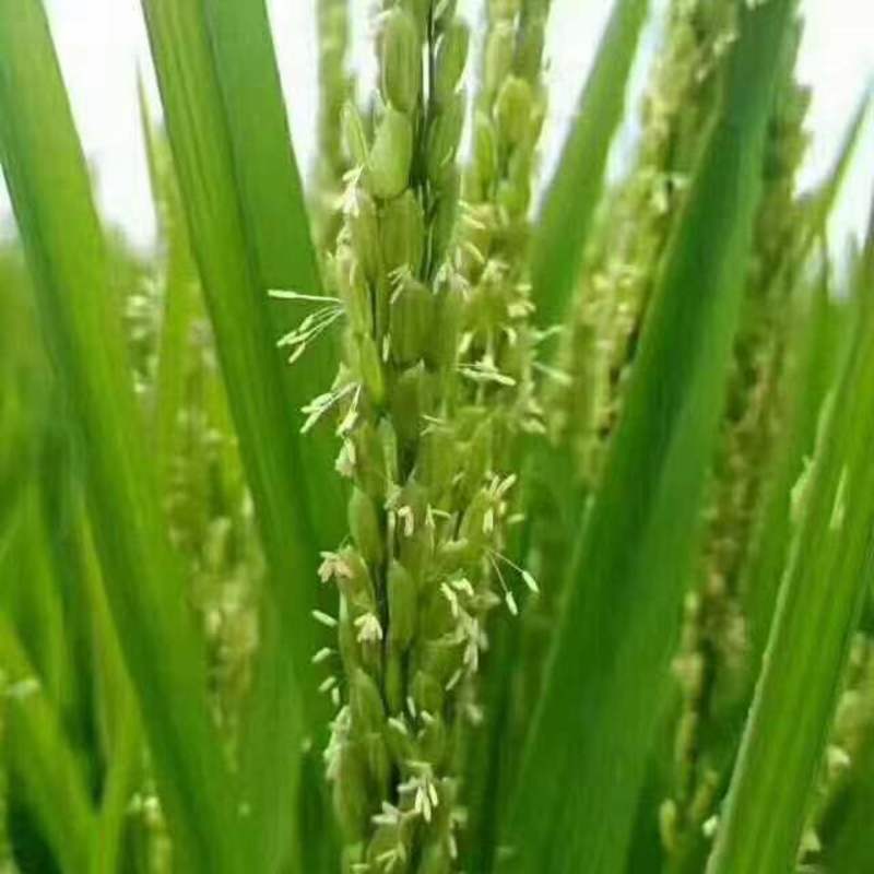 东北鸭田米稻花香大米传统种植生态米营养价值高