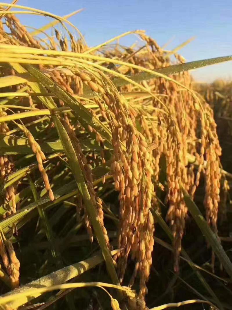 东北鸭田米稻花香大米传统种植生态米营养价值高