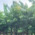 大叶紫薇基地直销规格齐全欢迎老板来电咨询合作