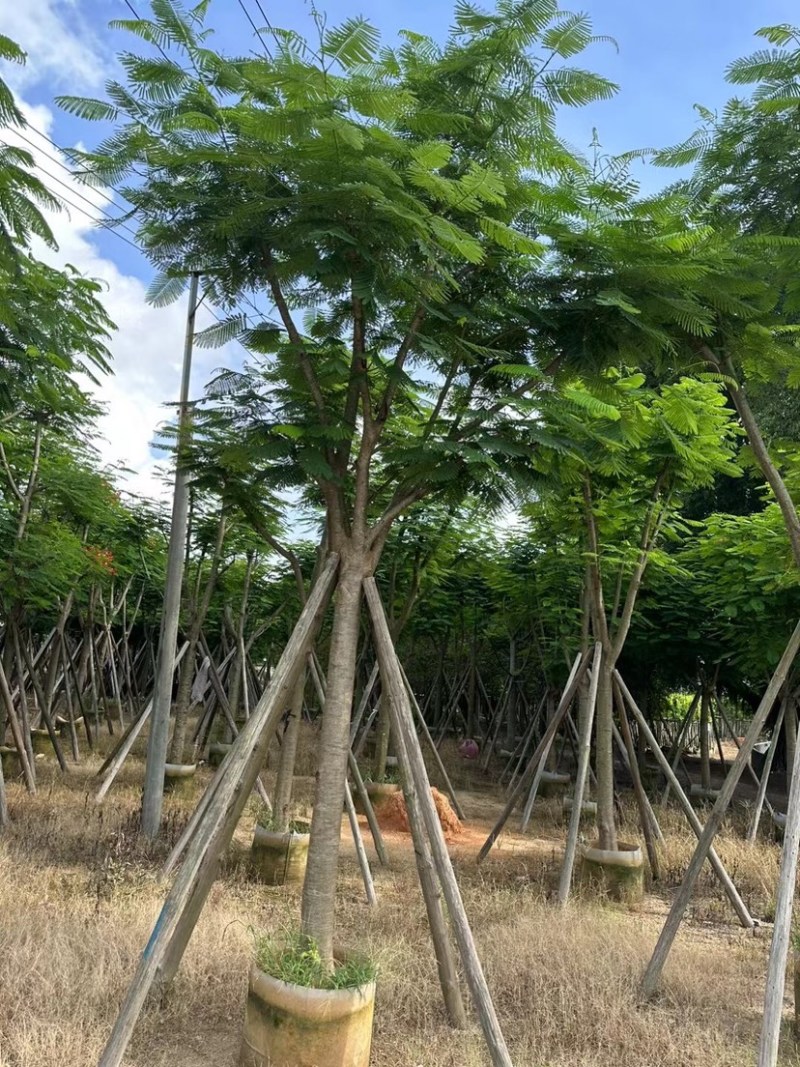 红花楹/凤凰树基地直销规格齐全欢迎老板来电咨询合作