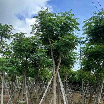 红花楹/凤凰树基地直销规格齐全欢迎老板来电咨询合作