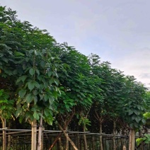 黄花槐基地直销规格齐全欢迎老板来电咨询合作
