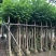 火焰木基地直销规格齐全欢迎老板来电咨询合作