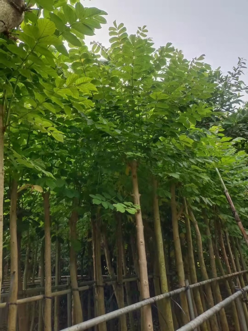 火焰木基地直销规格齐全欢迎老板来电咨询合作