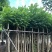 火焰木基地直销规格齐全欢迎老板来电咨询合作