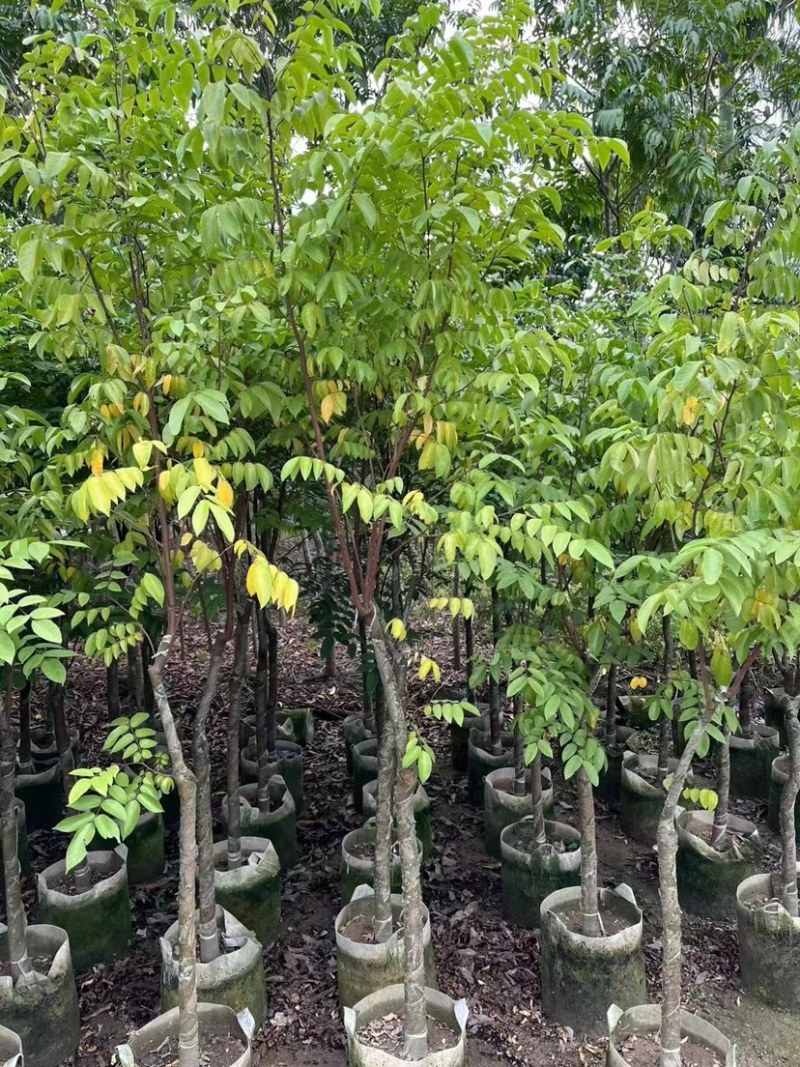 杨桃树基地直销规格齐全欢迎老板来电咨询合作