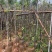 金丝楠木基地直销规格齐全欢迎老板来电咨询合作