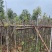 金丝楠木基地直销规格齐全欢迎老板来电咨询合作