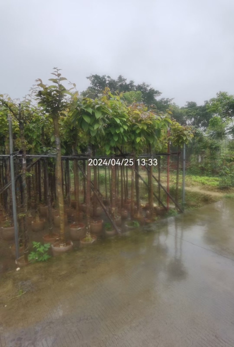 大叶紫薇基地直销规格齐全欢迎老板来电咨询合作