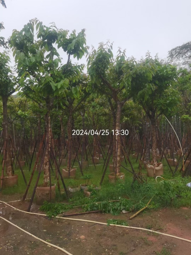 大叶紫薇基地直销规格齐全欢迎老板来电咨询合作