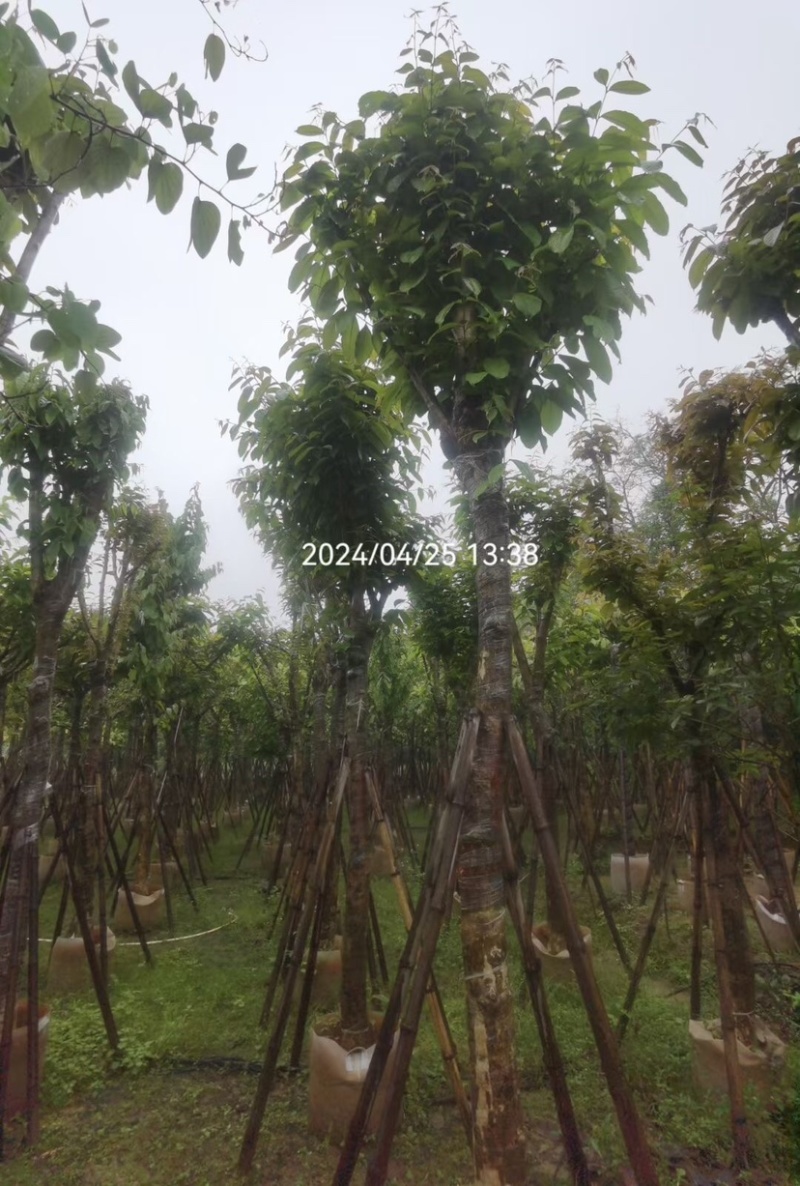 大叶紫薇基地直销规格齐全欢迎老板来电咨询合作