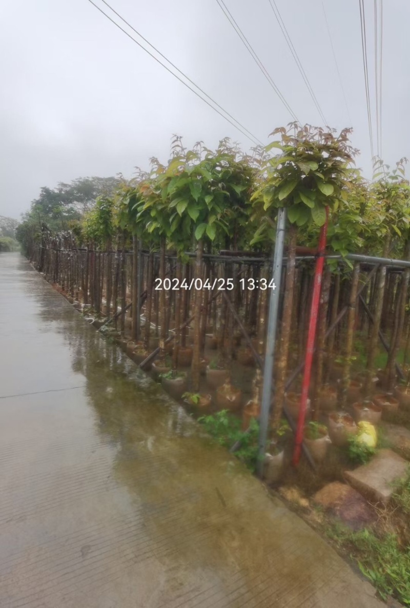 大叶紫薇基地直销规格齐全欢迎老板来电咨询合作