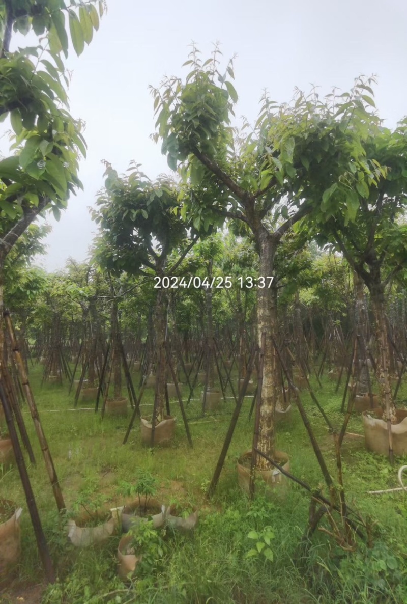 大叶紫薇基地直销规格齐全欢迎老板来电咨询合作
