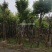大叶紫薇基地直销规格齐全欢迎老板来电咨询合作