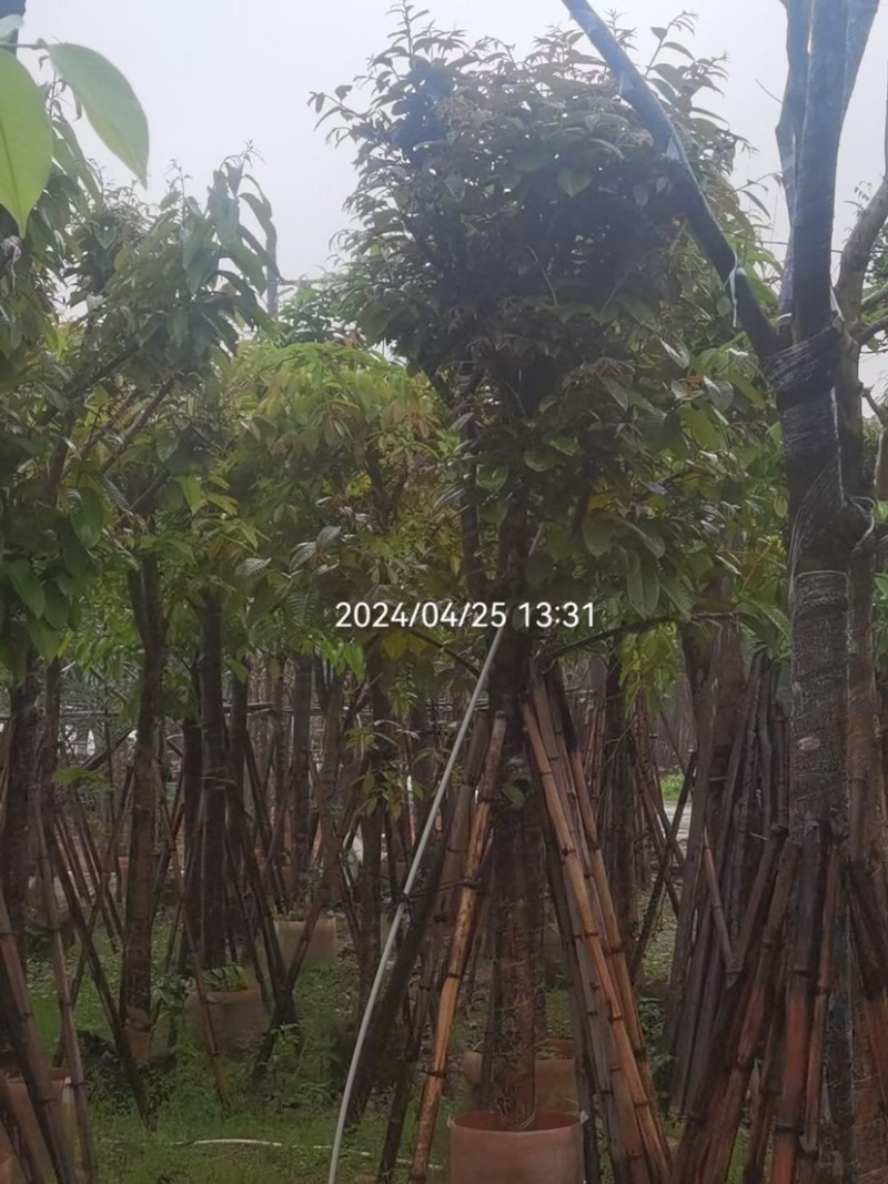 大叶紫薇基地直销规格齐全欢迎老板来电咨询合作