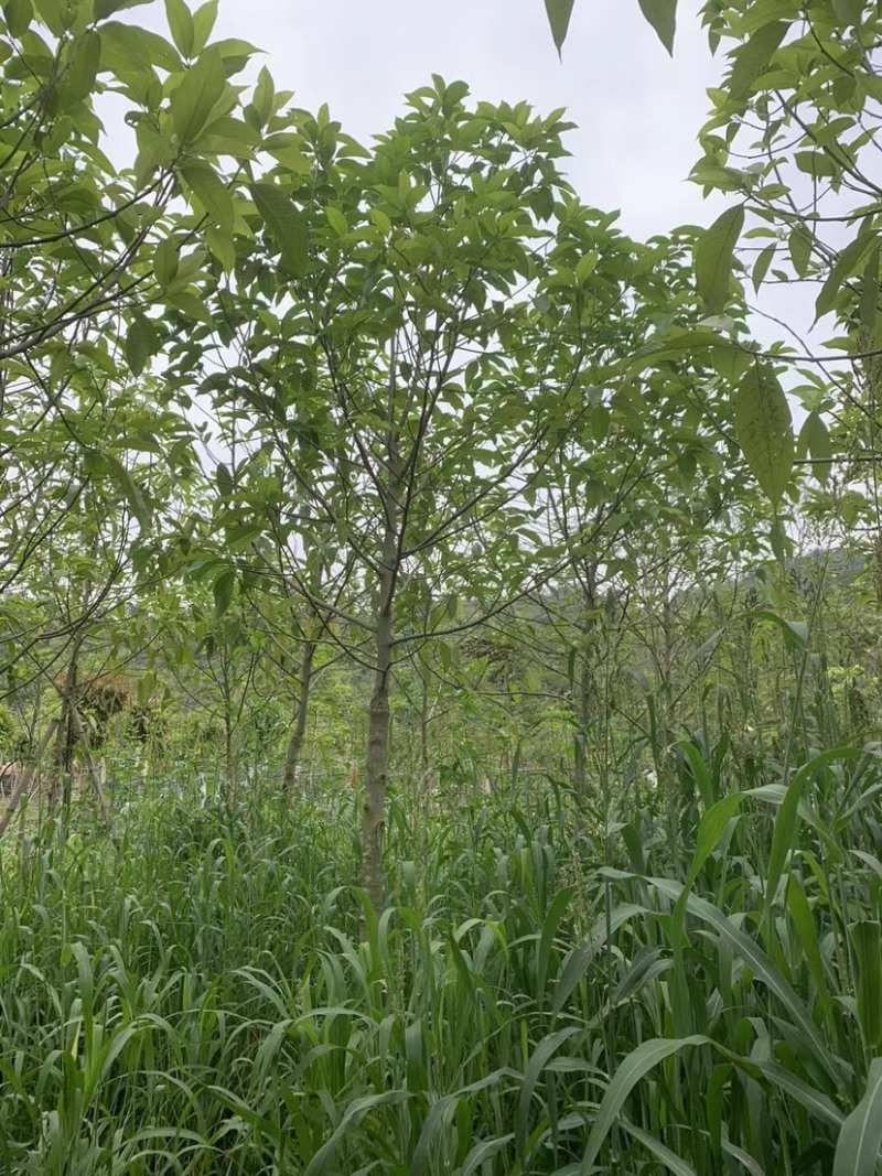 白玉兰基地直销规格齐全欢迎老板来电咨询合作