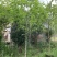 白玉兰基地直销规格齐全欢迎老板来电咨询合作