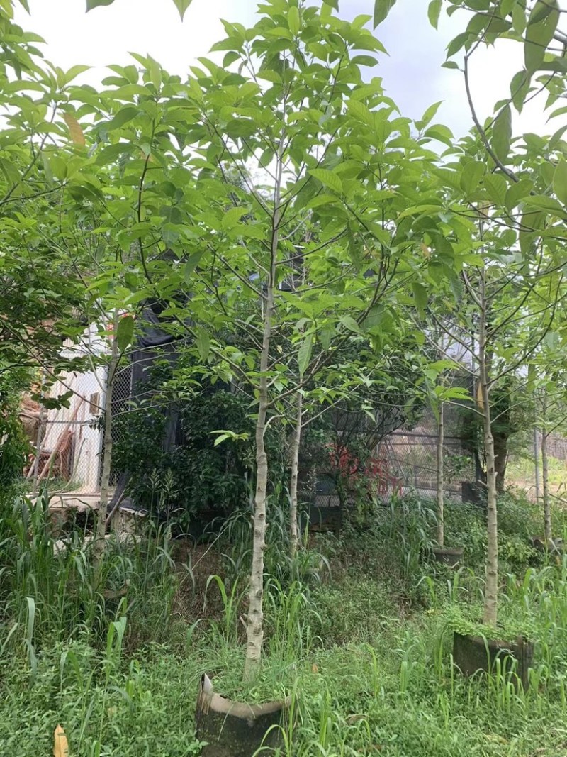 白玉兰基地直销规格齐全欢迎老板来电咨询合作