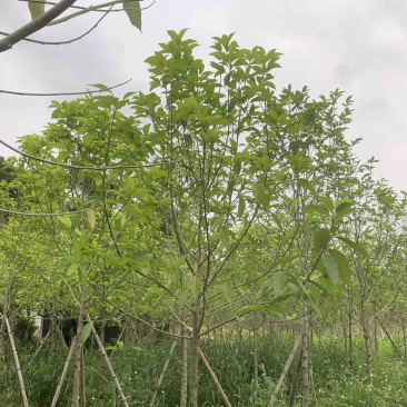 白玉兰基地直销规格齐全欢迎老板来电咨询合作