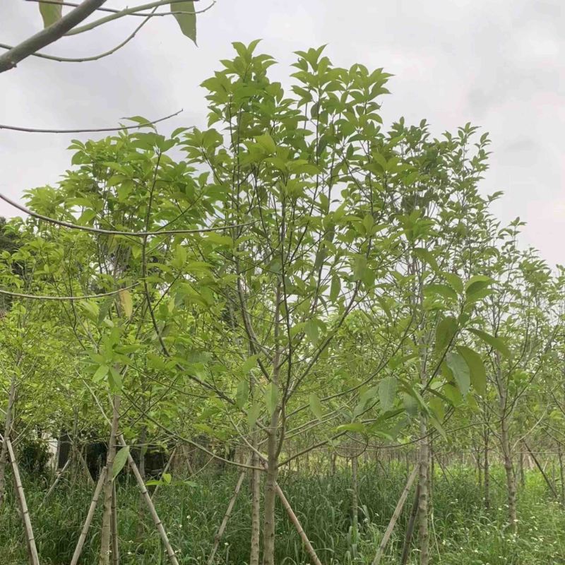 白玉兰基地直销规格齐全欢迎老板来电咨询合作