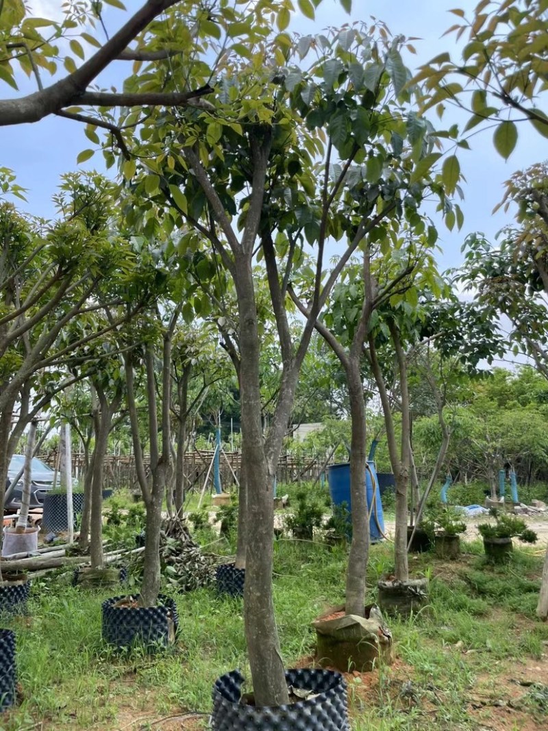 绣球/紫花风铃木基地直销规格齐全欢迎老板来电咨询合作
