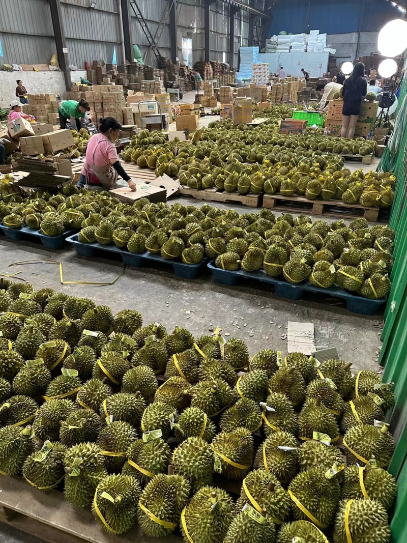 泰国进口金枕头榴莲巴掌榴莲A果带壳鲜果一件代发批发团购