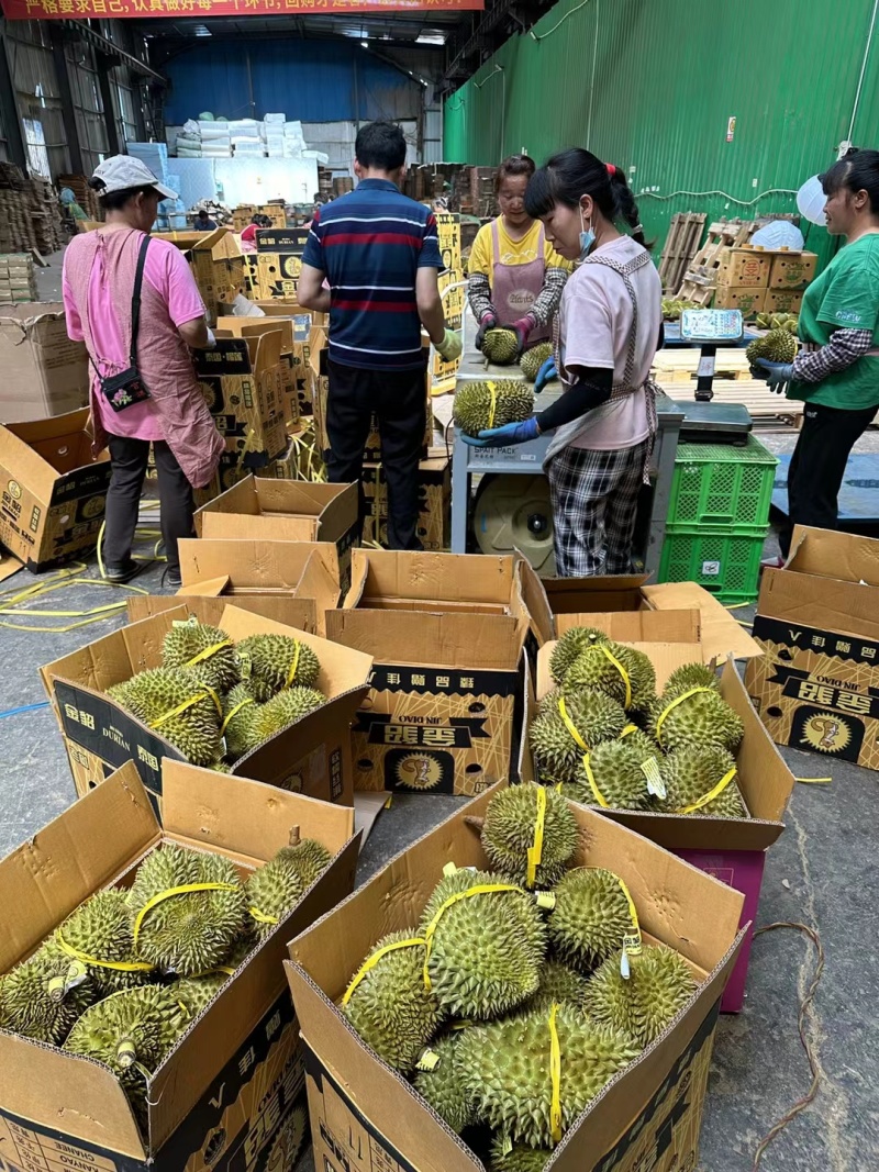泰国进口金枕头榴莲巴掌榴莲A果带壳鲜果一件代发批发团购