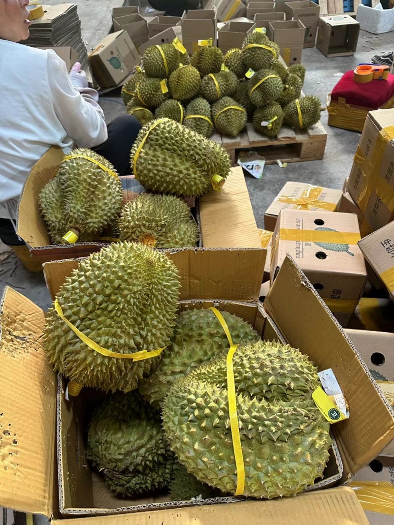 泰国进口金枕头榴莲巴掌榴莲A果带壳鲜果一件代发批发团购