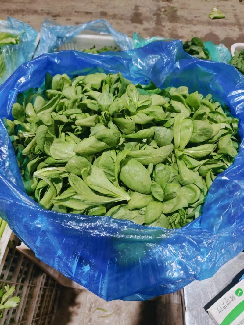 大叶蓬蒿