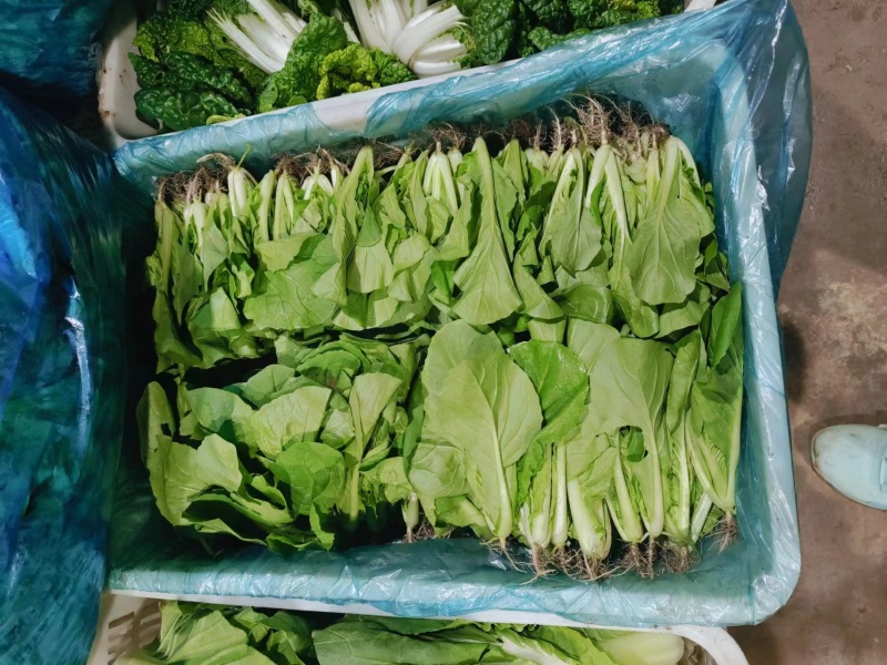 菜苗上市