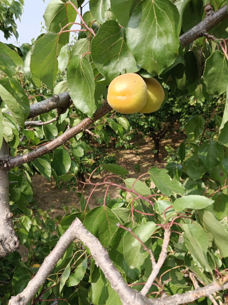 杏，珍珠油杏，荷兰香密杏，丰源红杏，金太阳