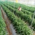 100克小袋云天化磷酸二氢钾粉末速溶型99%高纯度叶面肥