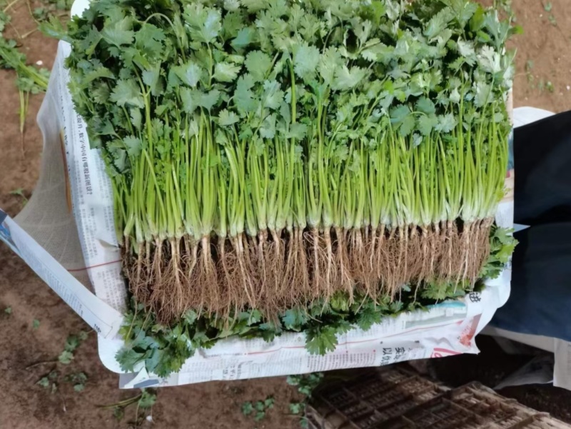 基地香菜大量有货，质量三包，支持各种包装，可实地看货。