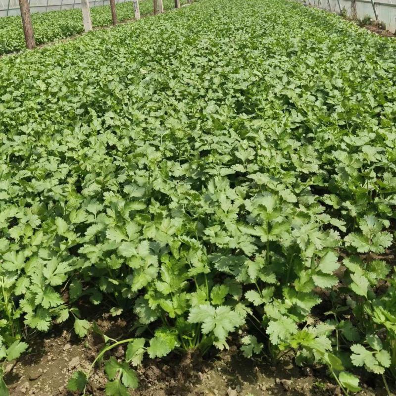 基地香菜大量有货，质量三包，支持各种包装，可实地看货。